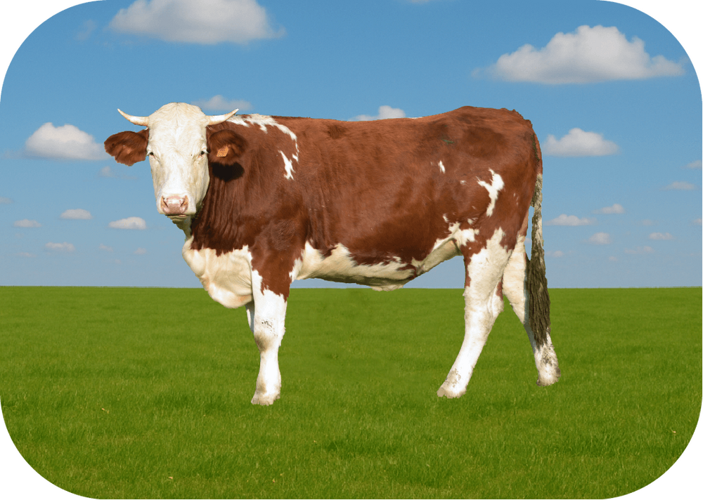 Ekonomik Büyükbaş Kurban Fiyatları 2026